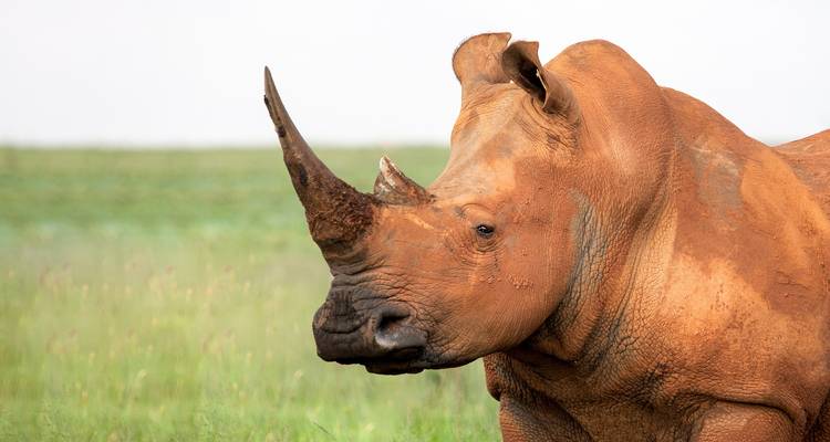 Luxe : les chutes Victoria, le parc national Kruger et le Cap en 12 jours - Amatungulu Tour 6