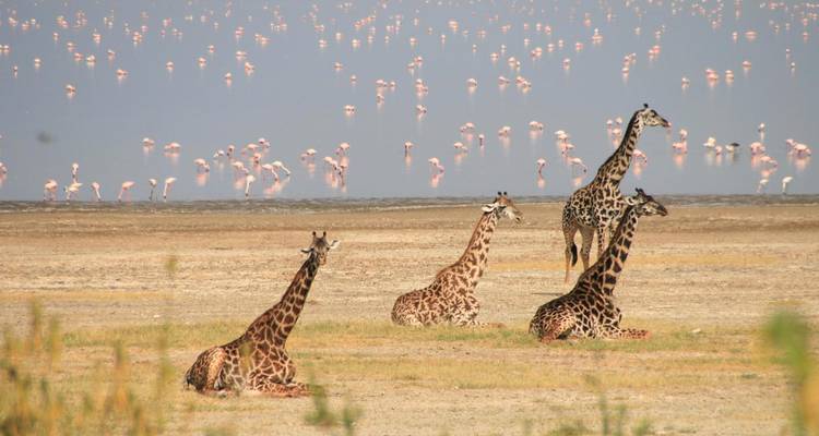 Girafes assises et debout près d'un lac avec des flamants roses au loin.
