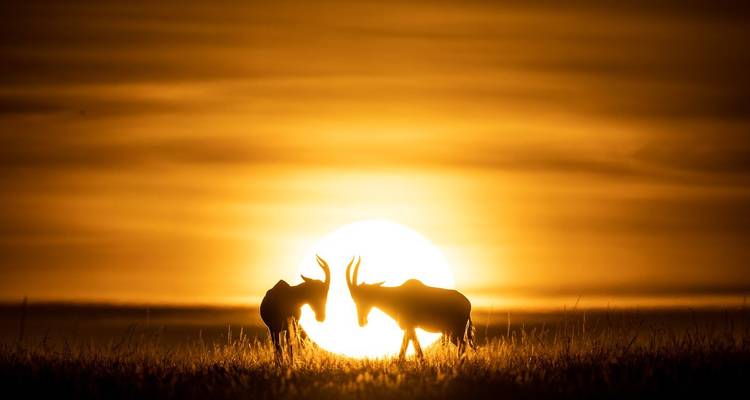 Silhouette de deux antilopes contre un coucher de soleil vibrant.