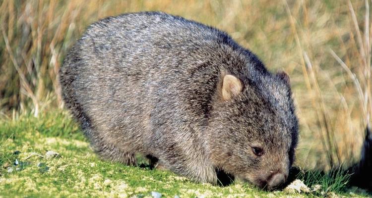 Points forts de la côte ouest de la Tasmanie - MEIERS WELTREISEN 4