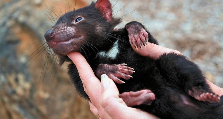 La faune sauvage de Tasmanie - MEIERS WELTREISEN 1