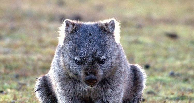 Tasmania's Wildlife - MEIERS WELTREISEN 9