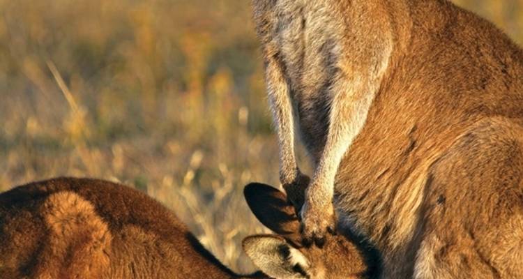 Tasmania's wilderness & Wildlife - MEIERS WELTREISEN 4