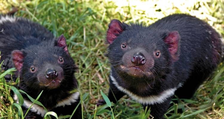 Tasmania's wilderness & Wildlife - MEIERS WELTREISEN 8