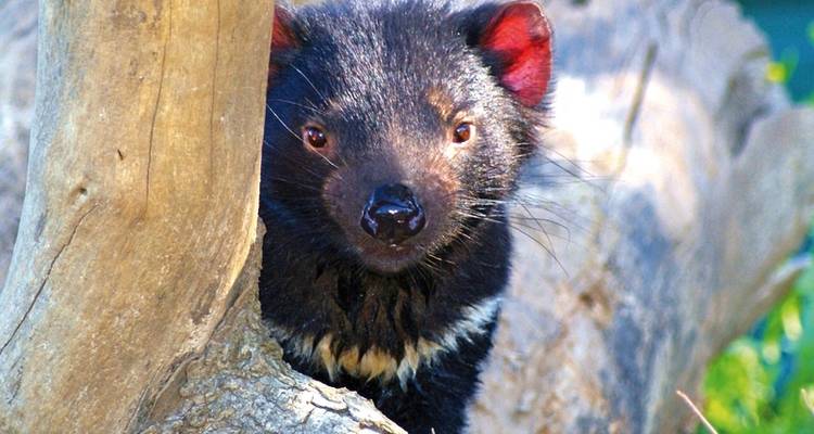 Tasmania's wilderness & Wildlife - MEIERS WELTREISEN 9