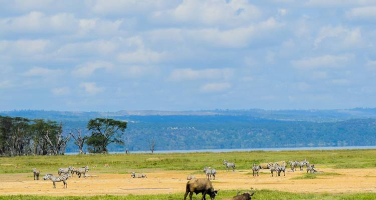 5 días Kenia gama media Safari 2025/2026 - CKC Tours & Travel 1