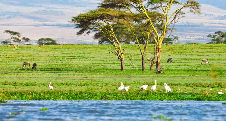 5 días Kenia gama media Safari 2025/2026 - CKC Tours & Travel 2