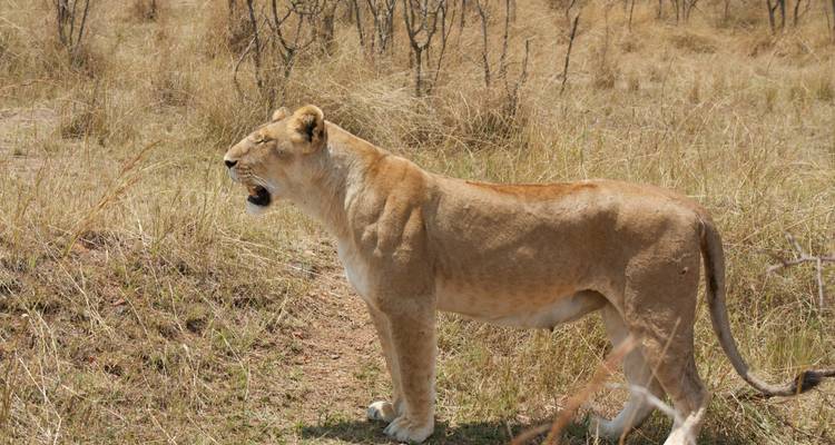 5 días Kenia gama media Safari 2025/2026 - CKC Tours & Travel 3