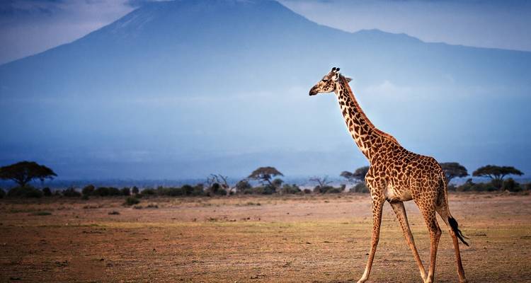 15 días Safari por Kenia en vehículos compartidos de gama media y excursión a la playa de Watamu 2025 - CKC Tours & Travel 3