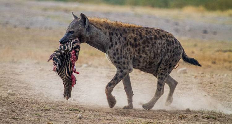 Hyena carrying remains of prey on dirt road.