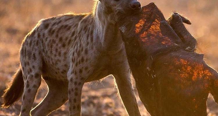 Hyena with a large piece of carcass in its mouth.
