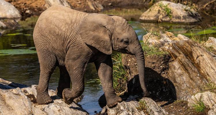 Baby elephant walking on rocky ground by the water.