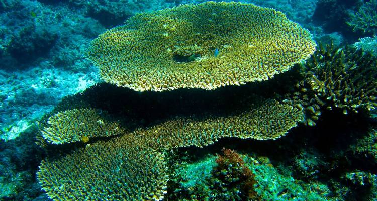 Underwater view of coral formations in a vibrant blue sea.