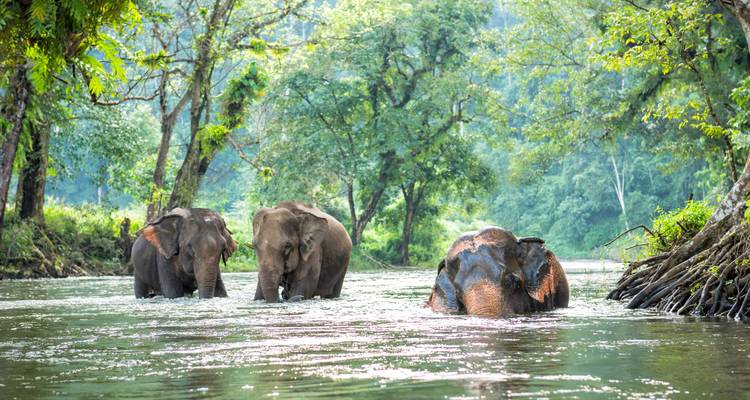 Des éléphants qui marchent dans une eau peu profonde dans une zone boisée.