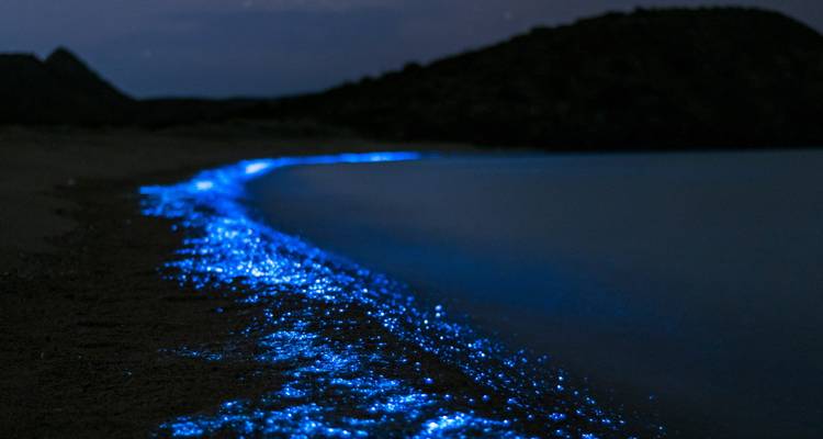 Des vagues bioluminescentes qui brillent sur une plage la nuit.