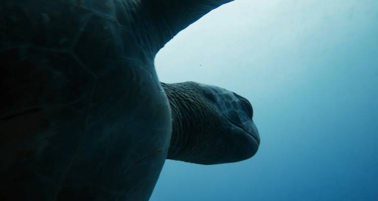 Een zeeschildpad onder water gezien van onderaf.