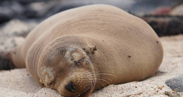 Zeehond slapend op een zandstrand.