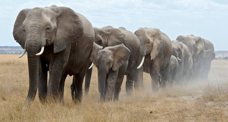 22 days Kenya mid range Safari with Diani Beach Tour 2025 - CKC Tours & Travel 1