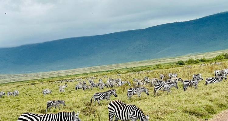 Safari privé de mise bas des gnous en Tanzanie (janvier - mars) - Devine African Safaris Ltd 3