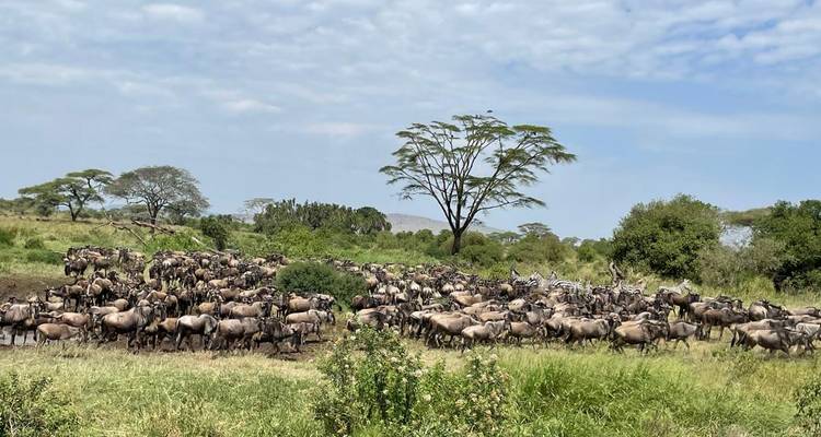 Safari privé de mise bas des gnous en Tanzanie (janvier - mars) - Devine African Safaris Ltd 6