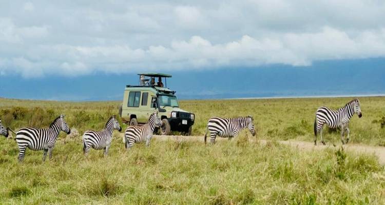 Safari privé de mise bas des gnous en Tanzanie (janvier - mars) - Devine African Safaris Ltd 7