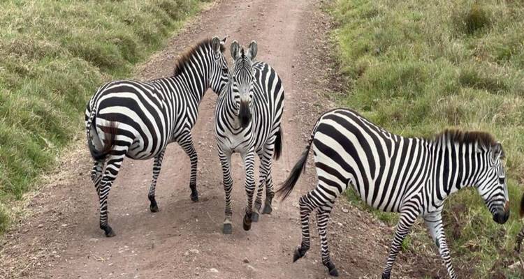 Safari privé de mise bas des gnous en Tanzanie (janvier - mars) - Devine African Safaris Ltd 8