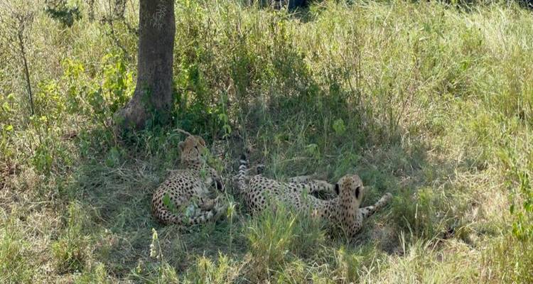 Safari privé de mise bas des gnous en Tanzanie (janvier - mars) - Devine African Safaris Ltd 9