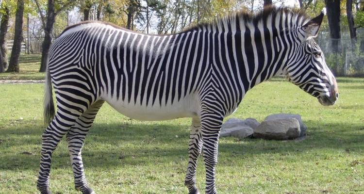 8 jours de safari aérien de luxe au Kenya - CKC Tours & Travel 3