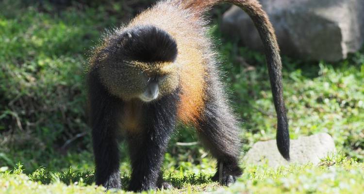 Explorer le Rwanda Gorilles, chimpanzés, singes dorés, lac Kivu, safari Big 5 (exclusivement privé) - Devine African Safaris Ltd 8
