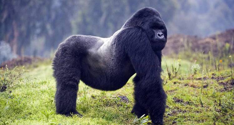 12 jours de safari au Kenya, en Tanzanie et en Ouganda - CKC Tours & Travel 1