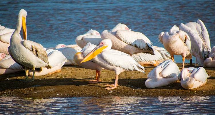 Le Kenya sauvage : Nairobi, Maasai Mara, Amboseli et le lac Naivasha - Wanderful Holidays LLC 6