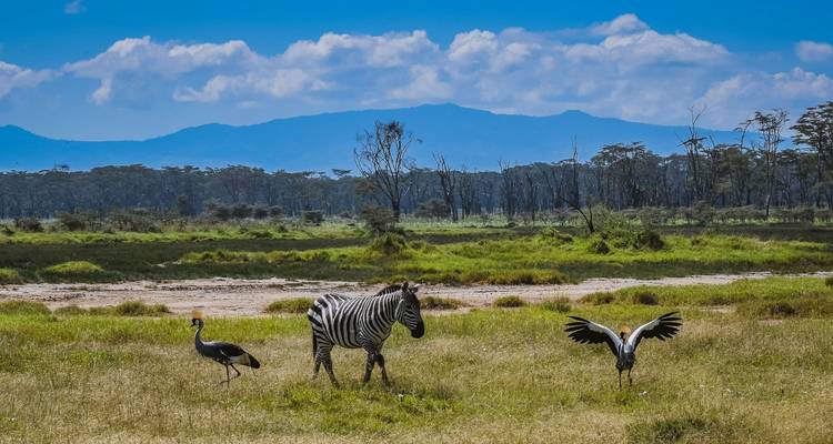 Le Kenya sauvage : Nairobi, Maasai Mara, Amboseli et le lac Naivasha - Wanderful Holidays LLC 4