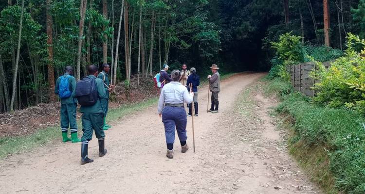 Ruanda Excursión Gorilas, Monos Dorados y Chimpancés - Devine African Safaris Ltd 1