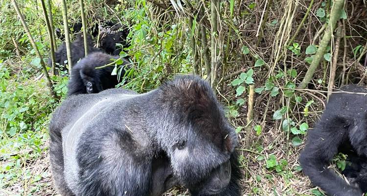 Ruanda Excursión Gorilas, Monos Dorados y Chimpancés - Devine African Safaris Ltd 2