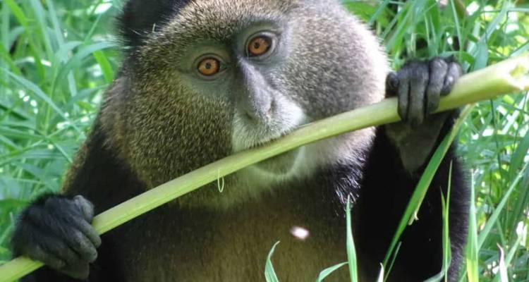 Ruanda Excursión Gorilas, Monos Dorados y Chimpancés - Devine African Safaris Ltd 3