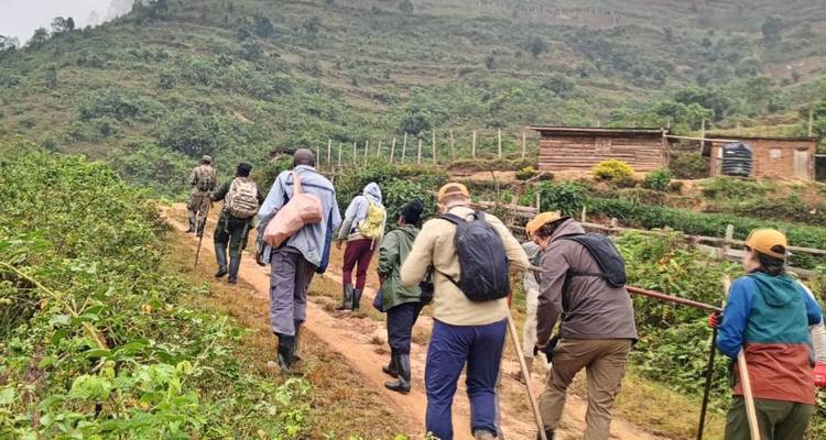 Ruanda Excursión Gorilas, Monos Dorados y Chimpancés - Devine African Safaris Ltd 4