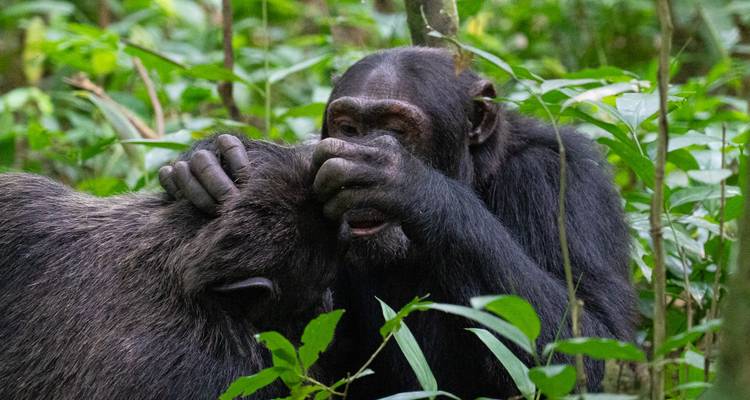 Ruanda Excursión Gorilas, Monos Dorados y Chimpancés - Devine African Safaris Ltd 7