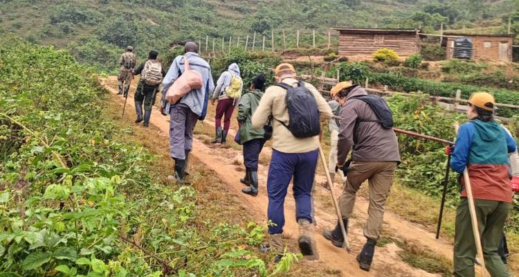 Ruanda Excursión Gorilas, Monos Dorados y Chimpancés - Devine African Safaris Ltd 10