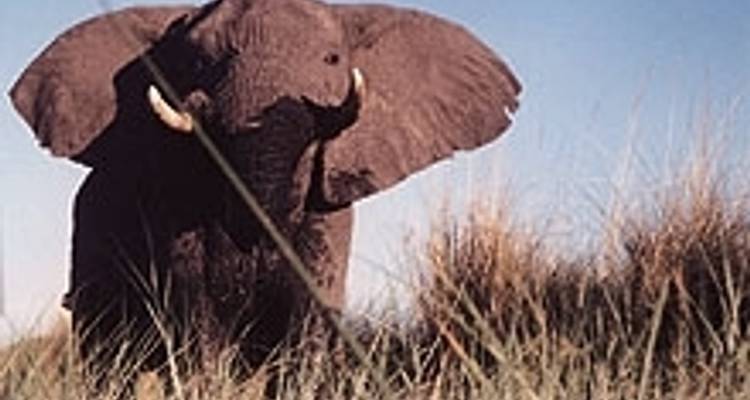 Northern Star - Absolute Africa 3