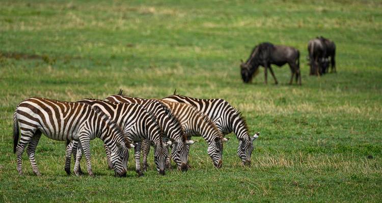 Aventure au Kilimandjaro par la route de Lemosho avec safari - DIAMIR Erlebnisreisen 10