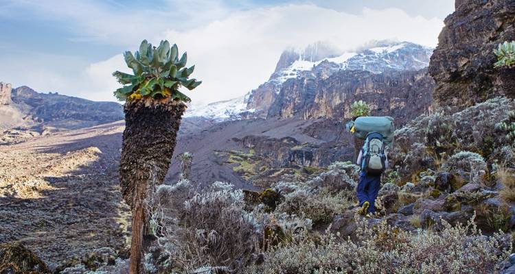 Aventure au Kilimandjaro par la route de Lemosho avec safari - DIAMIR Erlebnisreisen 2