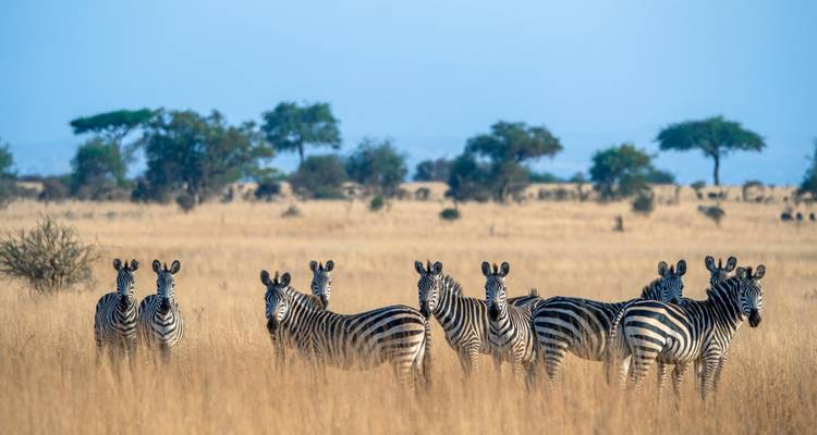 Zebras in a dry grassy field surrounded by trees.