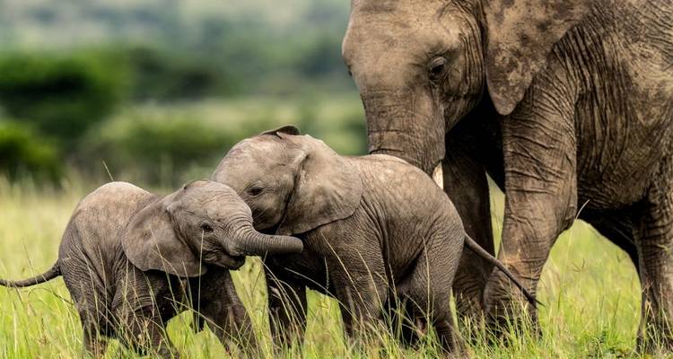 Two baby elephants playing with an adult elephant nearby.