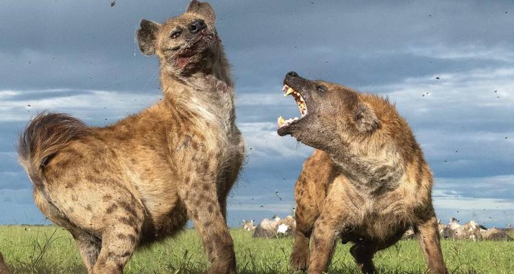 Two hyenas interacting in a grassy field.