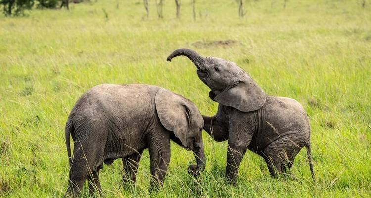 Two young elephants playfully interacting on the grass.