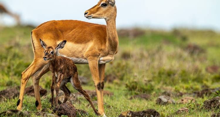 Antelope standing with its calf on grassy savannah.