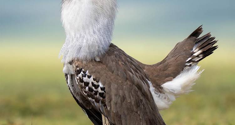 Large bird standing with a cloudy sky in the background.