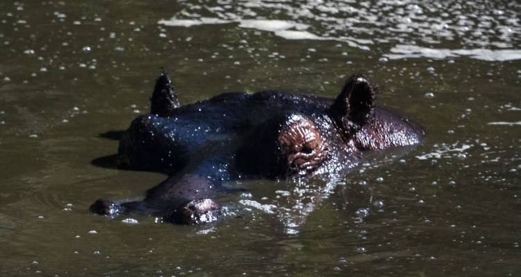 Hippopotame partiellement submergé dans l'eau avec les oreilles et les yeux au-dessus de la surface.