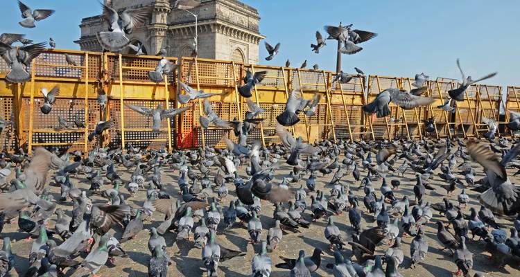 The Ultimate Nature and City Tour - Mumbai And Lonavala - aci holidays 1