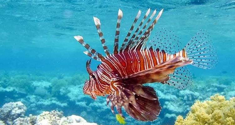 Découvrez l'Égypte de luxe Pyramides et montagne Sinaï et mer Rouge - 7 jours - Holiday In 10